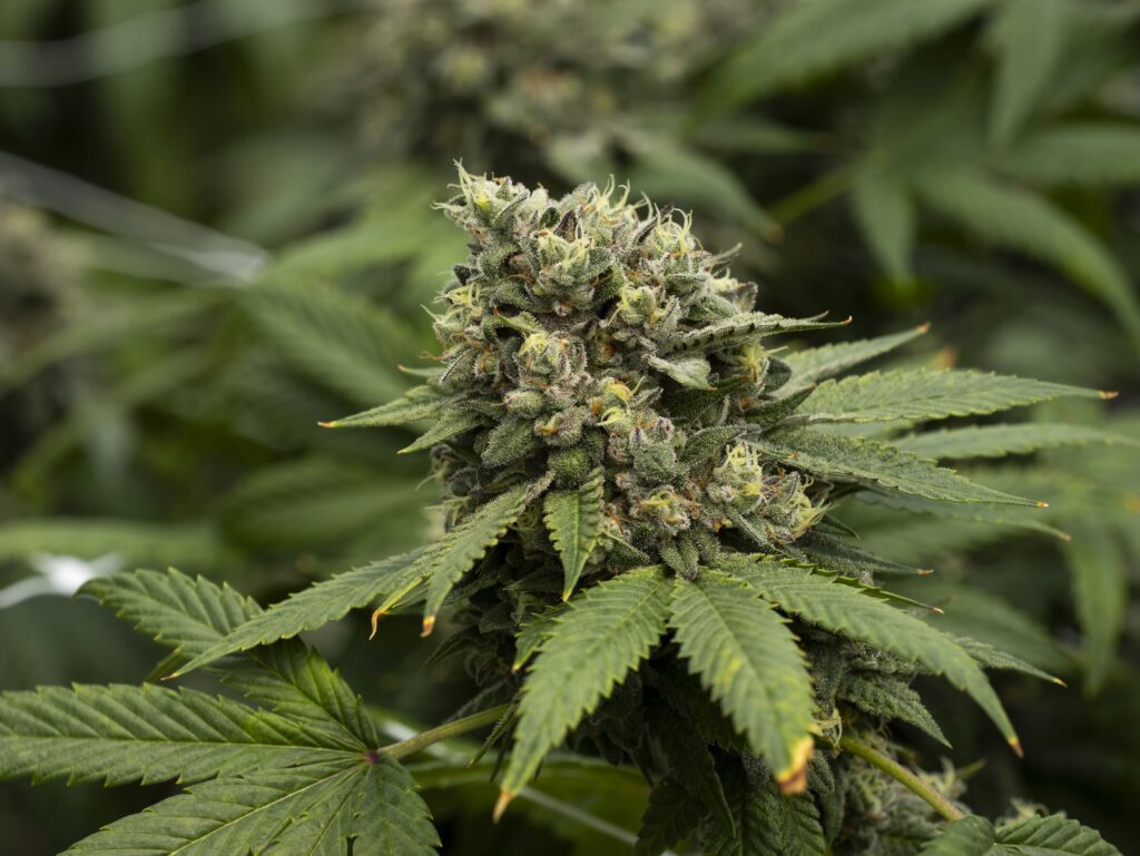 La Neta Flower