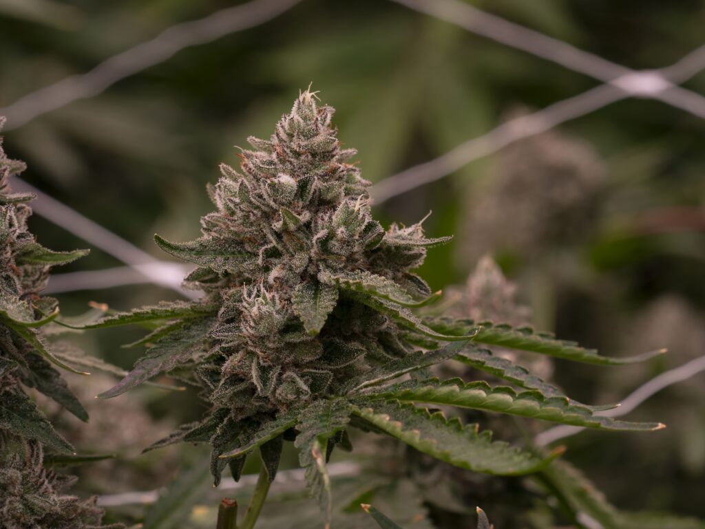 Prism Oz Flower