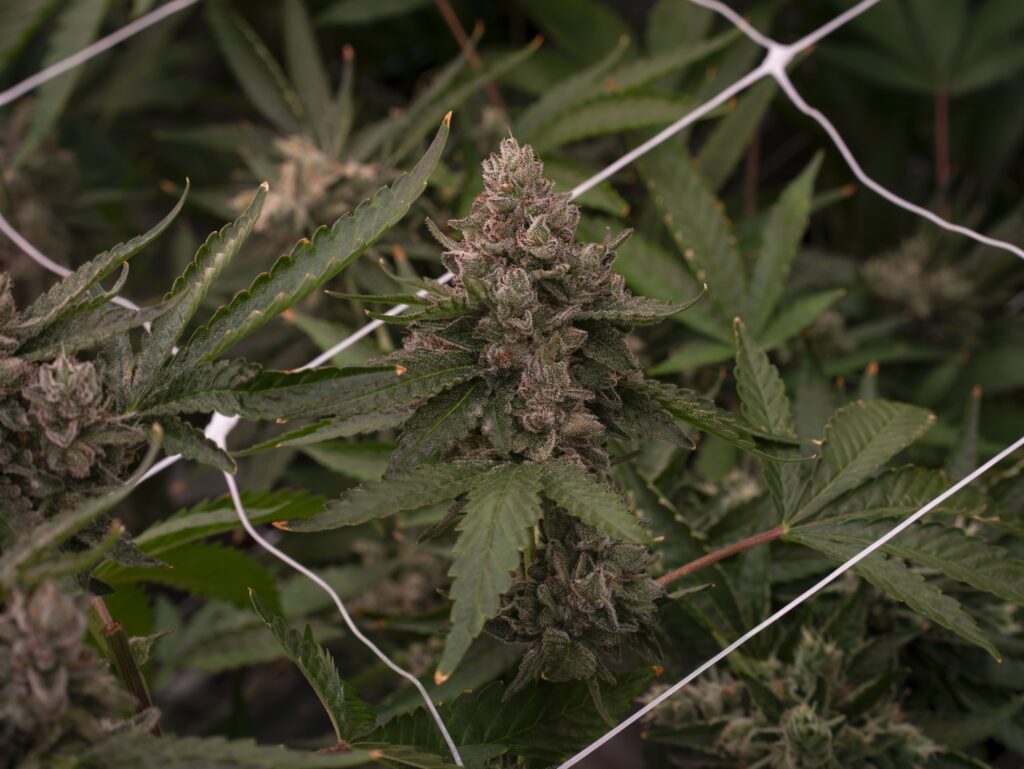 Prism Oz Flower