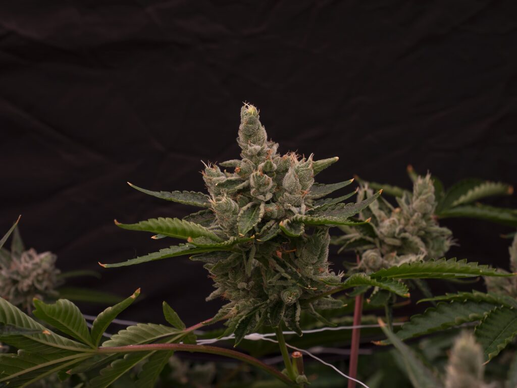 Prism Oz Flower